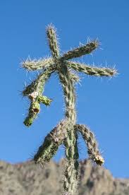 Image result for Opuntia imbricata