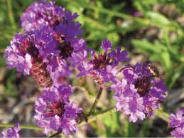 Image result for Barleria rigida