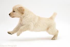 White golden retriever puppies texas. Cute Golden Retriever Puppies Transparent Background L2sanpiero