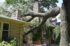 We undertake all aspects of tree management from individual garden trees to commercial sites, highways to woodlands. Emergency Tree Services Avalon Tree Service