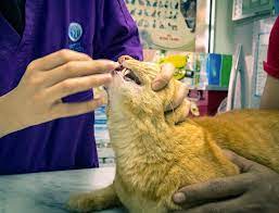 How are you feeding your cat now? How To Give Medicine To A Cat Yes Even To A Difficult Cat