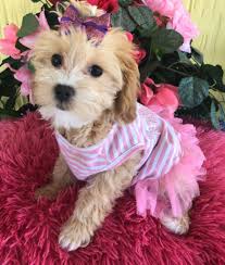 Teacup Yorkies For Sale Ckc Yorkshire Terriers For Sale Houston Austin Tx