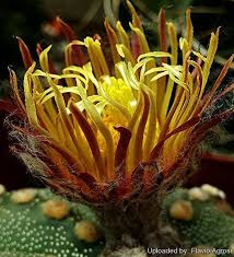 Image result for Thesium asterias