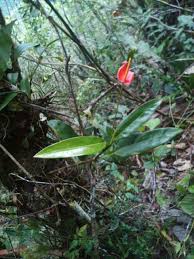 Anthurium Vanderknaapii Heliconias