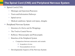 The Spinal Cord Cns And Peripheral Nervous System