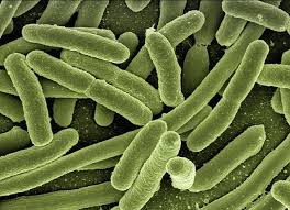 Pin On Under The Microscope