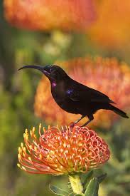 Garden Small Birds Of South Africa Chalcomitra Amethystina Amethyst Sunbird South African Birds Pretty Birds Beautiful Birds