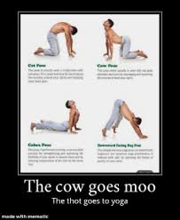 Cat cow sticker is great for yoga enthusiasts. 25 Best Funny Yoga Pose Memes