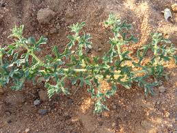 Image result for Dicerocaryum senecioides