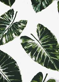 Choose from 2300+ palm leaves graphic resources and download in the form of png, eps, ai or psd. Palm Leaf Clipart Png Images Palm Leaf Clipart Clipart Free Download