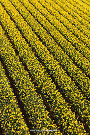 He is extremely knowledgeable as he has been involved in many aspects of the dutch flower business. The Best Tulip Fields Netherlands Map Once Upon A Journey