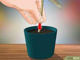 The roots are fragile, so be especially careful not to. How To Grow Jasmine From Cuttings With Pictures Wikihow