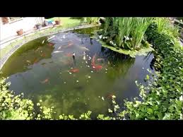 Présentation du bassin de jardin préformé. Bassin De Jardin Poisson Rouge Carpe Koi Youtube