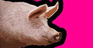 It causes pigs to have high. What You Need To Know About African Swine Fever In The Philippines Flipscience Top Philippine Science News And Features For The Inquisitive Filipino