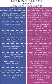 90. Which Of The Following Differences Are Incorrect Between Leading And Lagging  Strands Of Dna? Leading Strand Lagging Strand It Does Not Require Dna  Ligase Is Required Dna Ligase Its Joining Okazii