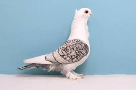 bizarre gallery of grand national champion pigeons 30 pics fancy pigeon bird pigeon