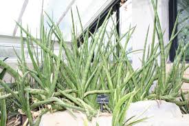 Image result for Dracaenaceae