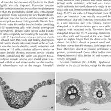 Image result for Panicum habrothrix