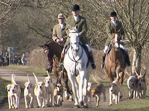 Despite Ban, Fox Hunts Still Thrive in Britain