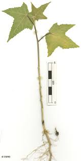 Image result for Hibiscus vitifolius