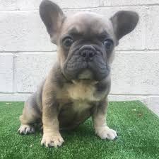 It's important to know what price range your budget is and to make sure that you find the exact breed of french bulldog that you are looking for. Blue Fawn Sable Tri French Bulldog Puppies French Bulldog Blue French Bulldog