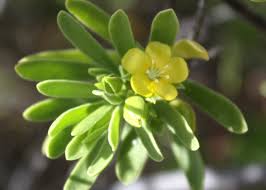 Image result for Surianaceae