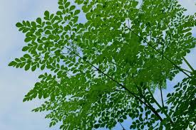 Image result for Moringa