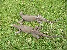 Online Customers Scammed Into Unknowingly Buying Lizard Penises Passed Off As Ancient Plant Hatha jodi is a wonder of nature, in which two hands are joined together, as in a prayer. online customers scammed into
