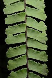 Image result for Adiantum comorense