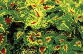 How big of a pot do i need for coleus? Can Coleus Be Planted In Water