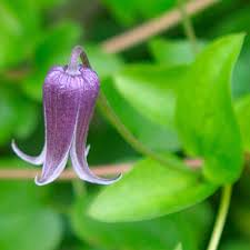 Calyculata occurs in arctic regions and in north. Marsh Clematis Finegardening