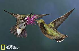 鸟类摄影佳作欣赏 鸬鹚穿过密集鱼群 高清图集 新浪网 world birds hummingbird photos bird photo