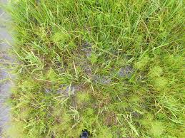 Image result for Rhamphicarpa