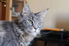 This makes grooming your cat a must on. Grey Maine Coon The Ultimate Guide For 2021