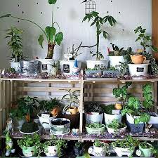 棚 no green no life 100均 セリア キャンドゥ などのインテリア実例 2016 08 05 08 44 00 roomclip ルームクリップ 植物栽培 植物の装飾 屋内庭園