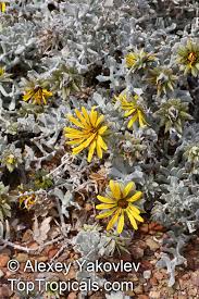 Image result for Berkheya