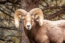 Male Rocky Mountain Bighorn Sheep Ram Standing In Snow Flurries Rocky Mountains Photo Sheep
