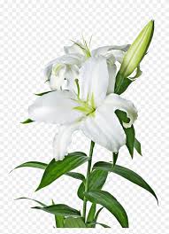 Maybe you would like to learn more about one of these? Lily Flower Transparent Png Pictures Easter Lily Clipart Black And White Stunning Free Transparent Png Clipart Images Free Download