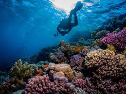 10 Reasons To Ensure Red Sea Diving In Egypt Makes Your Bucket List