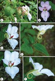 Image result for Impatiens gesneroidea