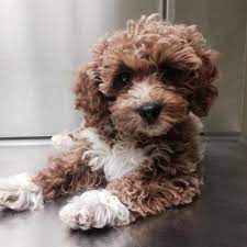 F1b Cavapoos Google Search Cute Dogs Breeds Puppies Funny Dog Breeds