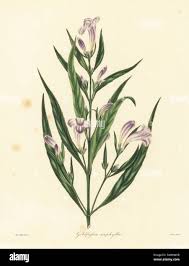 Image result for Strobilanthes anisophylla