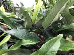 Image result for Pyrrosia rhodesiana