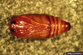 Image result for Operophtera brumata