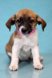 Why adopt during pet adoption events? Petsmart Pet Adoption Events Online Shopping