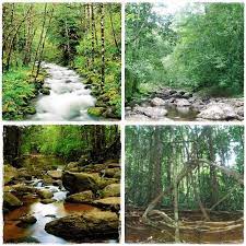 Sinharaja Forest Reserve Is A National Park And A Biodiversity Hotspot In Srilanka It Is Of Internatio World Heritage Sites National Parks Forest Reserves