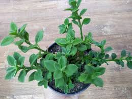 Essa suculenta quase não necessita de adubação. Cod 29 Aptenia Cordifolia Rosinha Do Sol Pt 11