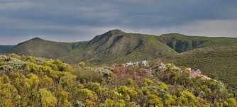 Image result for Droguetia ambigua