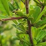 Image result for Rhamnus staddo