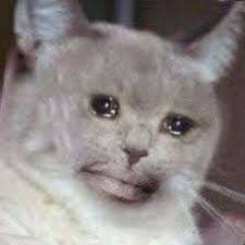 Animal / cat (1080x1920) mobile wallpaper. Sad Cat With Thick Lips Sadcats